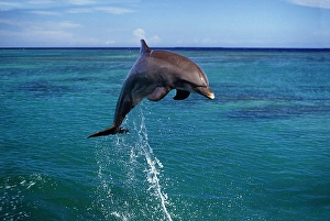 Tursiops Truncatus Species Prints: An Atlantic bottlenose dolphin