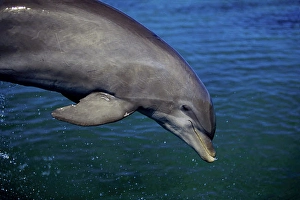 Tursiops Truncatus Species Prints: An Atlantic bottlenose dolphin