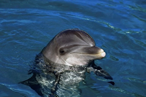 Aquatic Wildlife Photos Prints: An Atlantic bottlenose dolphin