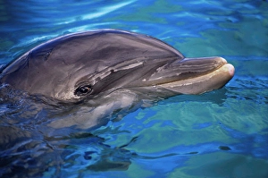 Aquatic Mammals Prints: An Atlantic bottlenose dolphin