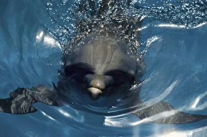 Atlantic Bottlenose Dolphin Prints: An Atlantic bottlenose dolphin