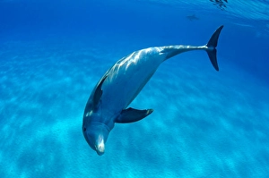 Atlantic Bottlenose Dolphin Prints: An Atlantic bottlenose dolphin