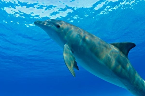 Atlantic Bottlenose Dolphin Prints: An Atlantic bottlenose dolphin