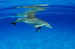 Atlantic Bottlenose Dolphin Prints: An Atlantic bottlenose dolphin