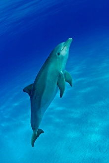 Atlantic Bottlenose Dolphin Prints: An Atlantic bottlenose dolphin