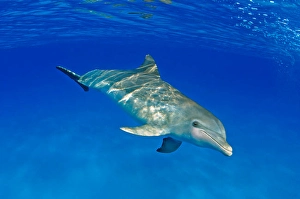 Atlantic Bottlenose Dolphin Prints: An Atlantic bottlenose dolphin
