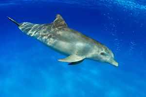 Atlantic Bottlenose Dolphin Prints: An Atlantic bottlenose dolphin