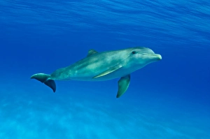 Atlantic Bottlenose Dolphin Prints: An Atlantic bottlenose dolphin