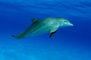 Atlantic Bottlenose Dolphin Prints: An Atlantic bottlenose dolphin