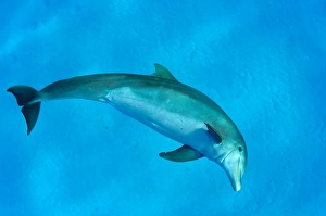 Blue Ocean Animals Prints: An Atlantic bottlenose dolphin