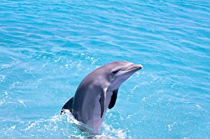 Atlantic Bottlenose Dolphin Prints: An Atlantic bottlenose dolphin