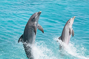Atlantic Bottlenose Dolphin Prints: An Atlantic bottlenose dolphin