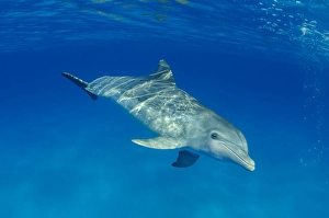Aquatic Mammals Prints: An Atlantic Bottlenose Dolphin