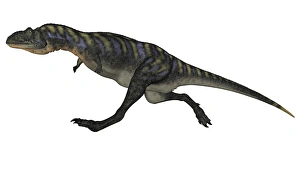 Aucasaurus dinosaur isolated on white background Aucasaurus dinosaur isolated on white background
