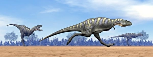 Three Aucasaurus dinosaurs running in the desert Three Aucasaurus dinosaurs running in the desert