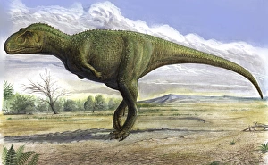 Aucasaurus garridoi, a prehistoric era dinosaur Aucasaurus garridoi, a prehistoric era dinosaur