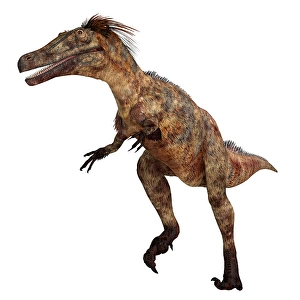 Dinosaur Artwork Prints: Austroraptor dinosaur, side view on white background