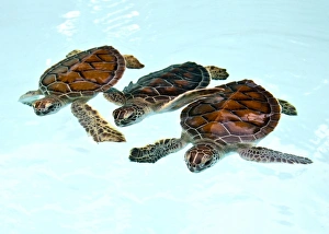 Three baby green turtles in nursery pool in Riviera Maya, Mexico Three baby green turtles in nursery pool in Riviera Maya, Mexico