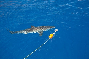 Animal Behavior In Wild Prints: The bait on this line and float was just pulled away from this great white shark