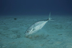 Bar Jack Feeding in the shallow waters off the coast of Bonaire Bar Jack Feeding in the shallow waters off the coast of Bonaire