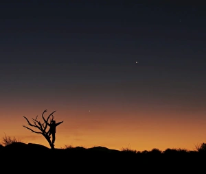 African Savanna Sunset Prints: The bare tree and human figure point to the direction of Jupiter, Venus and Mercrury