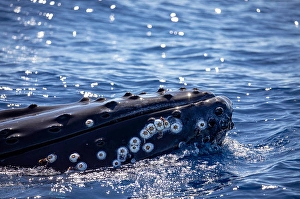 Megaptera Novaeangliae Pictures Prints: Barnacles attached to the front end of a humpback whale