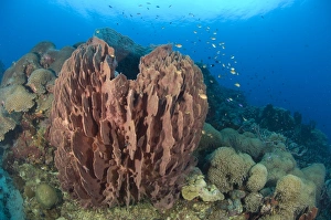 A barrel sponge attached to a reef wall, Papua New Guinea A barrel sponge attached to a reef wall, Papua New Guinea