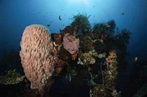 Barrel sponge on Liberty Wreck, Bali, Indonesia Barrel sponge on Liberty Wreck, Bali, Indonesia