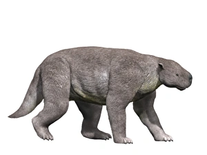 Barylambda is a pantodont mammal from the Paleocene epoch Barylambda is a pantodont mammal from the Paleocene epoch