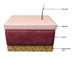 Human Skin Anatomy Prints: Basic layers of human skin; epidermis