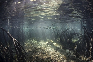 Beams of sunlight shine down into a mangrove forest Beams of sunlight shine down into a mangrove forest