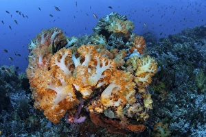 A beautiful cluster of soft coral colonies on a coral reef in Indonesia A beautiful cluster of soft coral colonies on a coral reef in Indonesia
