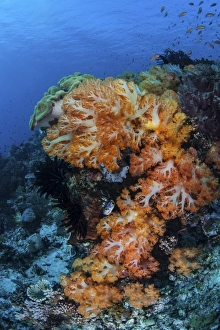 A beautiful cluster of soft coral on a coral reef in Indonesia A beautiful cluster of soft coral on a coral reef in Indonesia