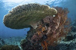 A beautiful coral reef thrives in Komodo National Park, Indonesia A beautiful coral reef thrives in Komodo National Park, Indonesia