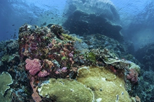 A beautiful coral reef thrives on an underwater slope in Indonesia A beautiful coral reef thrives on an underwater slope in Indonesia