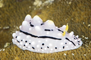 Beautiful nudibranch on coral, Papua New Guinea Beautiful nudibranch on coral, Papua New Guinea
