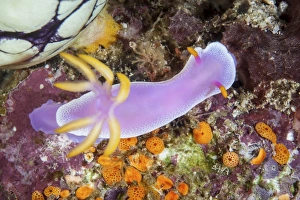 A beautiful nudibranch crawls slowly across a reef A beautiful nudibranch crawls slowly across a reef