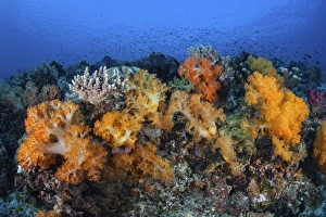 Beautiful soft coral colonies on a coral reef in Indonesia Beautiful soft coral colonies on a coral reef in Indonesia