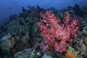 A beautiful soft coral colony on a coral reef in Indonesia A beautiful soft coral colony on a coral reef in Indonesia