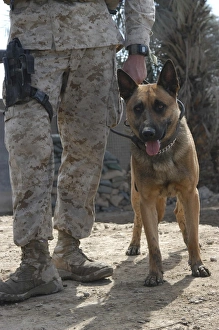 A Belgium Malonois military working dog stands by his handler A Belgium Malonois military working dog stands by his handler