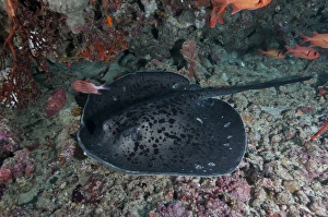 Black and grey spotted marble sand ray, , Maldives Black and grey spotted marble sand ray, , Maldives