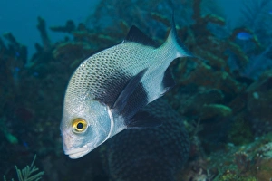 A Black Margate swimming off the coast of Key Largo, Florida A Black Margate swimming off the coast of Key Largo, Florida