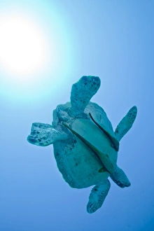 A Black Sea Turtle with attached remora, Fiji A Black Sea Turtle with attached remora, Fiji