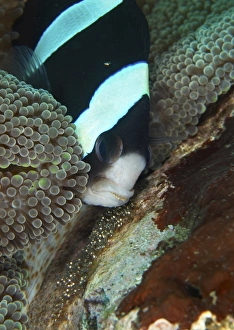 Black and white anemone fish looking after eggs attached to a rock, Bali Black and white anemone fish looking after eggs attached to a rock, Bali