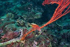 A Blackside Hawkfish swims over the red tentacles of a sea fan, Fiji A Blackside Hawkfish swims over the red tentacles of a sea fan, Fiji