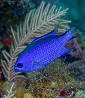 A Blue Chromis swims into the current over a colorful reef A Blue Chromis swims into the current over a colorful reef
