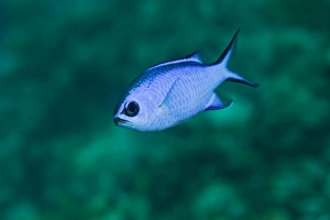 A Blue Hamlet swims in the shallow waters off the coast of Key Largo, Florida A Blue Hamlet swims in the shallow waters off the coast of Key Largo, Florida