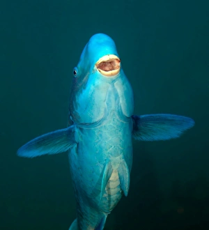 A Blue Parrotfish in the Atlantic Ocean off the coast of Key Largo, Florida A Blue Parrotfish in the Atlantic Ocean off the coast of Key Largo, Florida