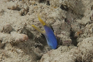 Blue ribbon eel with mouth wide open on a Fijian reef Blue ribbon eel with mouth wide open on a Fijian reef