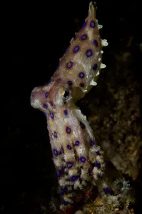 Indonesia Sea Life Prints: Blue ring octopus displaying rings